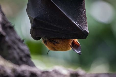 giant golden-crowned flying fox|More.